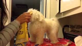 Grooming Maltese Eye wash drops [upl. by Aela]