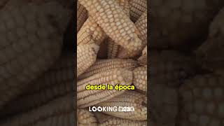 México celebra la cosecha del maíz 🌽 [upl. by Namajneb]