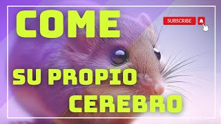 Este pequeño animal se come su propio cerebro ¿por qué lo hace [upl. by Nnaeirual]