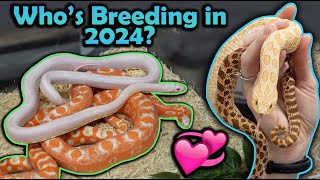 Snake Breeding Plans 2024 [upl. by Erelia]