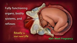 40 Weeks Pregnant Your Baby is Now Ready For Delivery [upl. by Brigette]