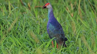 SWAMPHEN BIRD SOUNDCALL hmetv5490 [upl. by Zurheide157]