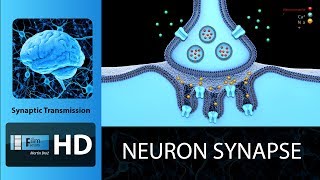 neuron synapse animation  Synaptic Transmission [upl. by Yt]