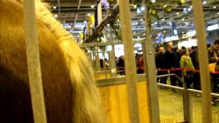 SALON AGRICULTURE PARIS 2011 60 Cheval Horse [upl. by Naejamron482]