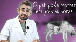 Dilatação vólvulo gástrica Torção gástrica  Dica Veterinária 77 [upl. by Euqinu]