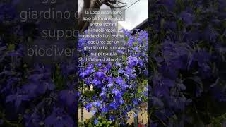 Lobelia in piena fioritura ✅lobeliaplants gardening nature garden [upl. by Danyluk853]