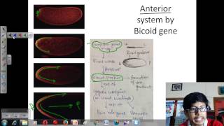 Drosophila development [upl. by Iy]