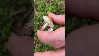 Lepiota brunneoincarnata ☠️Velenoso mortale Conoscere i Funghi Pillole dì Micologia Giacomo Micologo [upl. by Yorgerg]