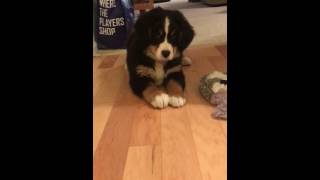 Bernese Mountain Dog First Bone  PART 1 [upl. by Schreib]