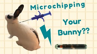 Is There A Need to Microchip Your Bunny [upl. by Phineas]