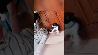 Cat prank…🤣cat catsoftiktok foryou fuuny foryoupage funnycat fypシ゚viral fuunyvideo [upl. by Nimsaj]