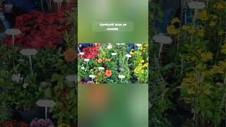 Dubai Municipality nursery warsan 4K full tour  Cheap Plant nurseries in Dubai [upl. by Eckhardt]