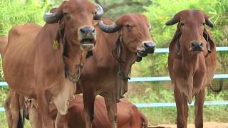 Shree Radhey A2 Gir Cow ghee [upl. by Nyrtak]