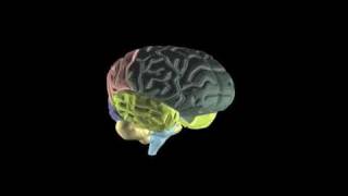 Animacion en 3D tres dimensiones del cerebro humano animation human brain in 3d [upl. by Helmer]