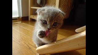 Cats are always cutest and funniest  Funny cat compilation [upl. by Young]