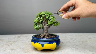 Making Bonsai Tree in 1 Year  Jade Plant  Repotting  Pruning  Portulacaria Afra [upl. by Burnsed]