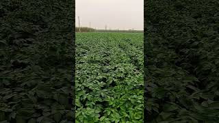 Mander Farm Dr Hardeep Agri Seeds Pvt Ltd  27112023 [upl. by Ennyletak]