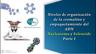 🟢 Organización de la cromatina y empaquetamiento del ADN nucleosoma y solenoide  PARTE 1️⃣🧬 [upl. by Adnyleb]