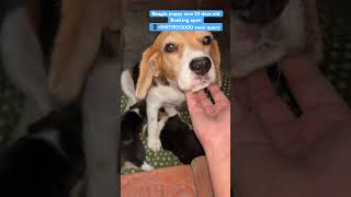 Beagle puppies 🐶 for sale labradorpuppyavailableforsale cuteanimals catlover chowchowdog [upl. by Morra495]