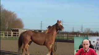 Comment gérer un cheval stressé [upl. by Eilrak]