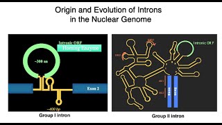 Origin and Evolution of Introns in the Nuclear Genome As Selfish genetic Elements [upl. by Lux]