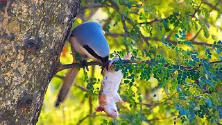 Longtailed shrike bird eating mouse AnimalsandBirds107 [upl. by Aikrehs]