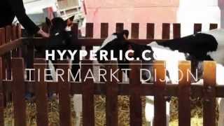 Tiermarkt Dijon Frankreich [upl. by Sakiv]