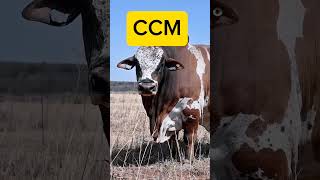 Chuadanga🥰CattleMarket beautifullybull capitalofcowchuadanga Cowboy cowphotoBiggestbull [upl. by Cloutman]