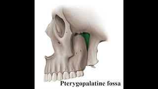 GR2  Lec 5  Pterygopalatine fossa [upl. by Ydnyl]