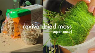 How to revive dried sphagnum moss  easy tutorial [upl. by Pearlstein]