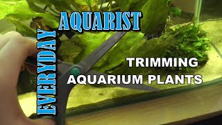 How To Cut Aquarium Plants [upl. by Enelrats]