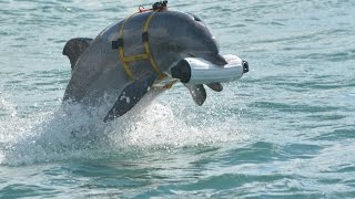 Navy Dolphin Gitmo Rally San Diego [upl. by Akenehs]