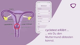 cyclotest erklärt wie Du den Muttermund abtasten kannst [upl. by Ellehcam]