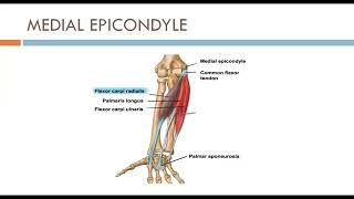 Understanding Physiotherapy Conditions Treatments amp Exercises [upl. by Enak]