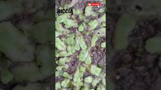 Riccia Habitat  Liverwort plantscience4u [upl. by Farlie]