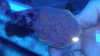 Turbinaria purple yellow S Coral gandalf [upl. by Airdnassac]