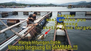 Di Hajar ikan target  Mancing KJA Cirata terbaru [upl. by Bidget561]