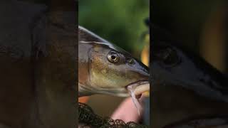 Autumn Barbel Fishing fishing fishingvideo barbelfishing [upl. by Aicissej]