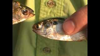 Gizzard Shad Fish 24 and Threadfin Shad differences [upl. by Aiz]