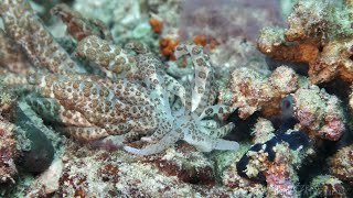 Phyllodesmium longicirrum  Solar powered [upl. by Bradley]