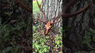 Using Compost Power for European Mount Axis Buck [upl. by Abraham527]