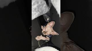 Josefa se entretiene hasta con un pelo😹 sphynx cat gato asmr asmrpets kitten pets animals [upl. by Eenhpad]