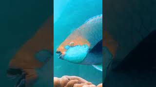 Five Interesting Facts About Parrotfish wildlife fish interestingfacts [upl. by Eatnoed]