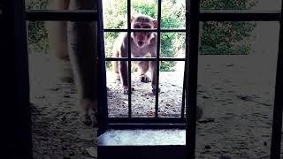 trending shorts video the monkey 😀😭 morning funny video monkey [upl. by Scottie]