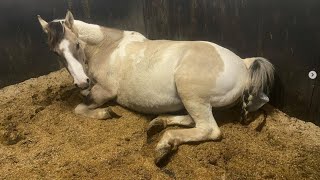 Live Foal Birth First Time Mother Gives Birth Unassisted [upl. by Isied]