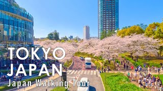 Walking through Tokyo Japan with cherry blossoms blooming 4K 60fps HDR [upl. by Reifinnej]