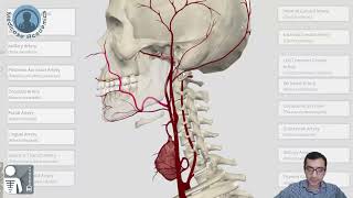 External Carotid Artery [upl. by Odell44]