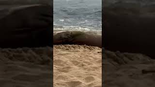 Beached monk seal on a Hawaiian beach ￼ [upl. by Murage]