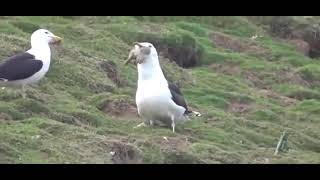 seagull eating rabbit [upl. by Farly]