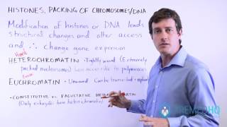 Euchromatin and Heterochromatin Constitutive vs Facultative  Chromatin Regulation [upl. by Hannavahs]